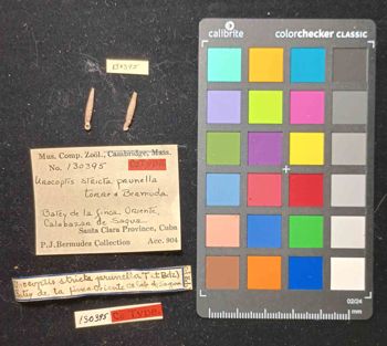Media type: image; Malacology 130395 Description: An image of specimen MCZ:Mala:130395 and its labels.;